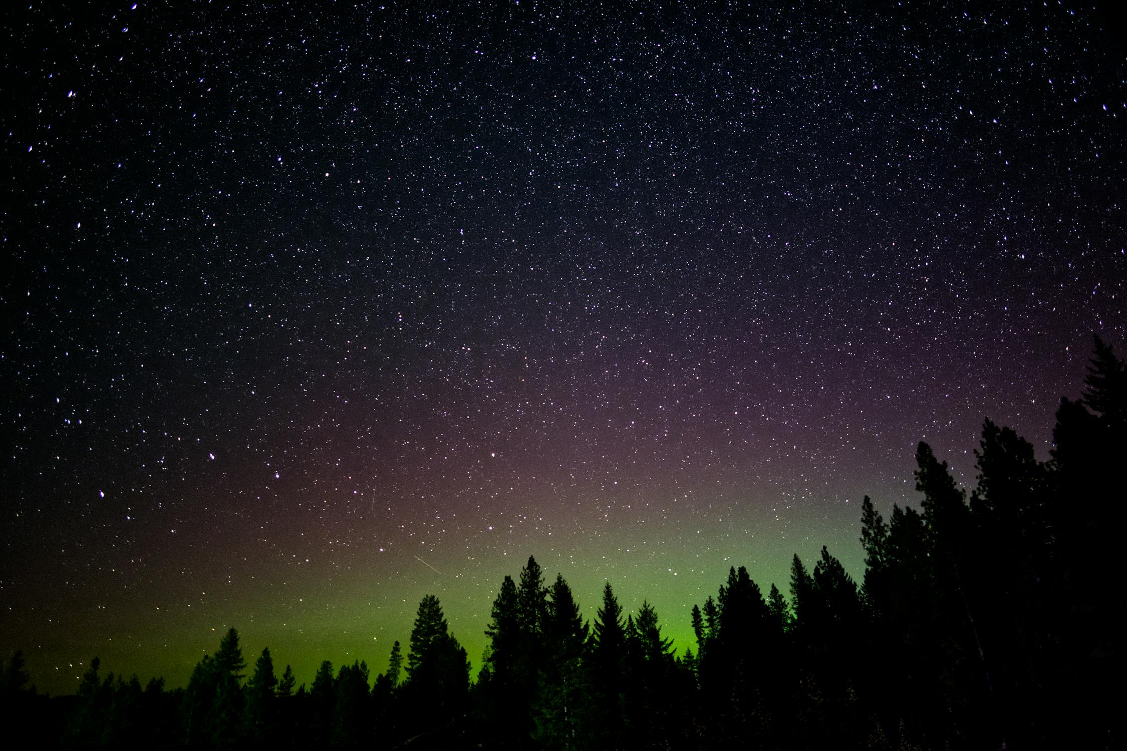 Mystical northern lights forest